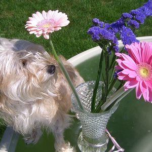 Meet your Posher, Patty